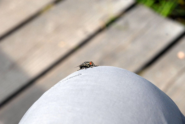 Foto: Jörg Recoschewitz