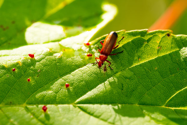Roter Weichkäfer - Foto: Gerd Jürgen Hanebeck