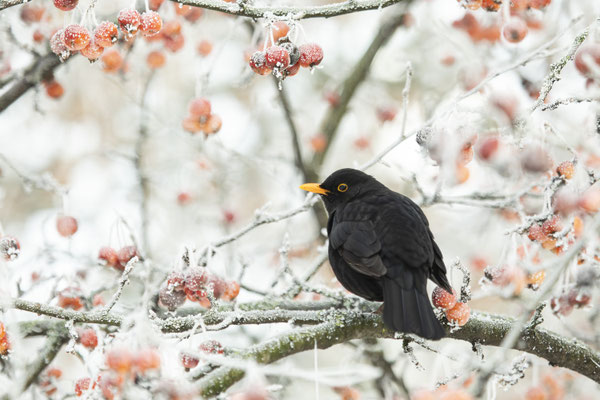 Amsel im frostigen Altona - Foto: Benjamin Trede