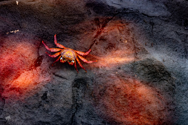 RoteSchatten - Ort: Galapagos - Foto: Janne Reisdorf