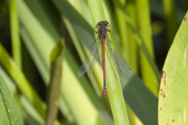 Frühe Adonislibelle - Foto: Pertti Raunto