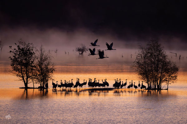 Kraniche im goldenen Morgenglanz - Ort: Tister Bauernmoor - Foto: Janne Reisdorf