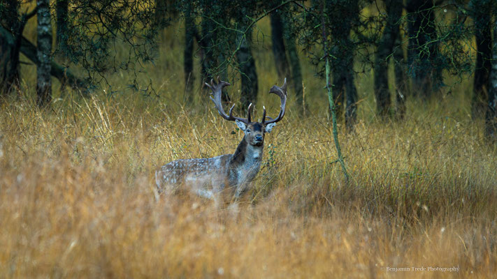 Damhirsch - Ort: Duvenstedter Brook - Foto: Benjamin Trede
