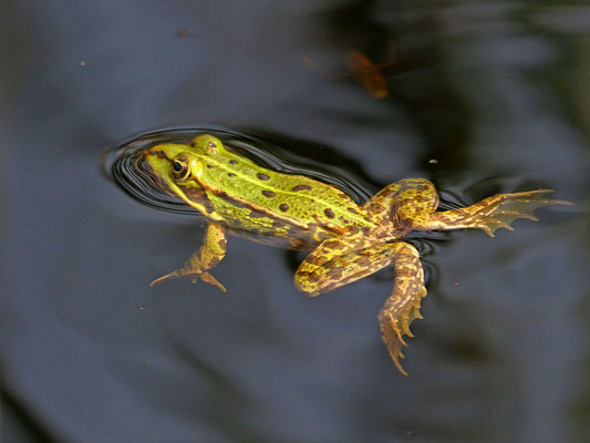 Foto: Karl-Horst Fricke