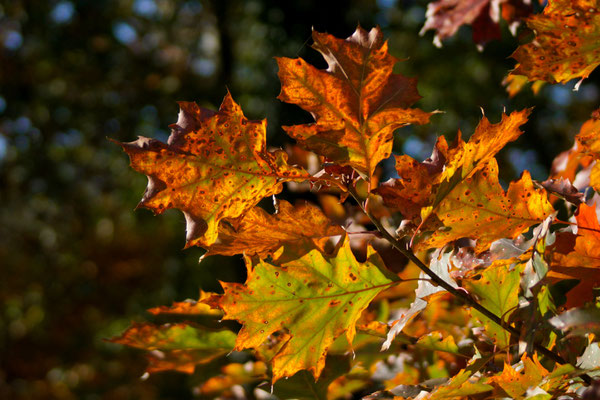 Herbstfarben - Foto: Willi Heinsohn