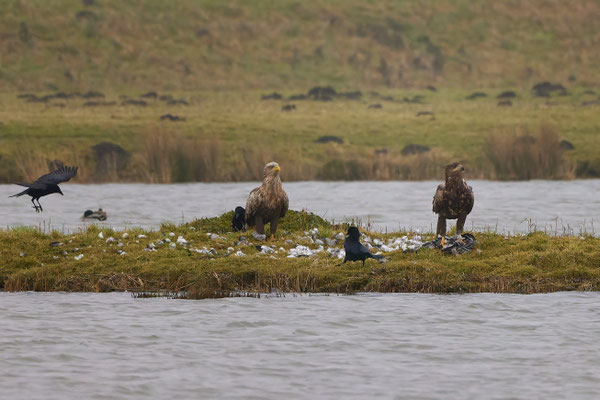 Seeadler mit Weisswangengans - Foto: Pertti Raunto - Junger Seeadler hat eine (durch Vogelgrippe?) stark geschwächte Weißwangengans geschlagen. Wenig später kam noch ein Altvogel (Elterntier?) dazu, hat aber nur daneben gestanden. Vogelstation Wedeler Au.