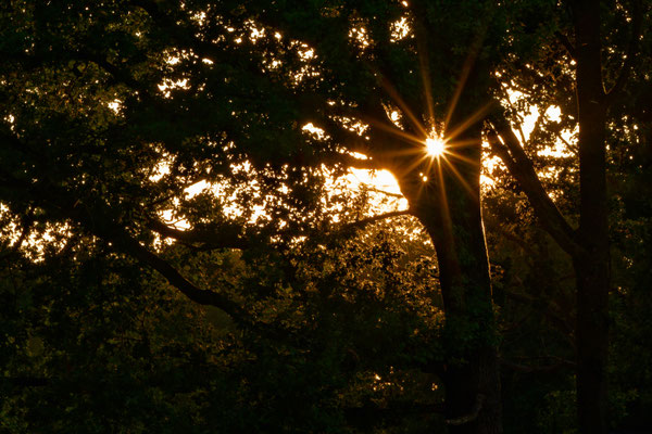 Sonnensternbaum - Ort: Tegelsbarg - Foto: Riccardo Zschau