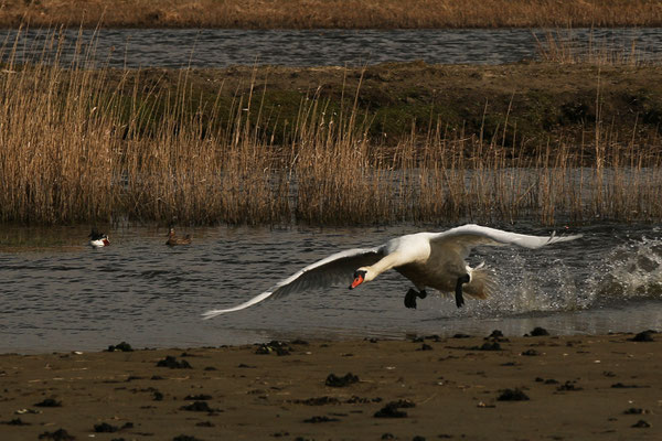 05 Schwan - Foto: Marion Breese