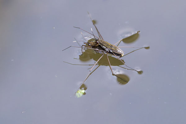 Wasserläufer mit 8 Beinen ;-)  - Foto: Pertti Raunto