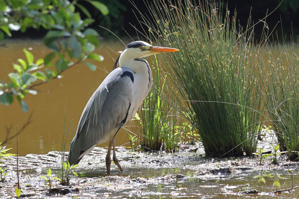 Graureiher - Ort: Neuwiedenthal - Foto: Uta Svensson