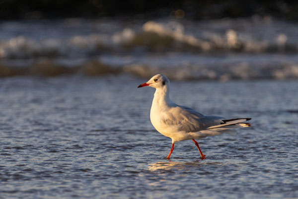 Lachmöwe im Schlichtkleid - Ort: Cadzand/Holland - Foto: Anreas Spott