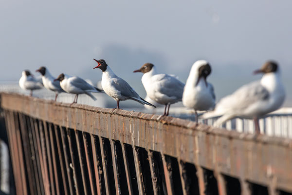 Lachmöwen, Eidersperrwerk - Foto: Pertti Raunto