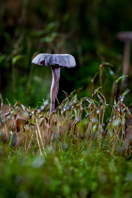 3. Platz - 120 Punkte - Pilz - Foto: Holger Tobuschat