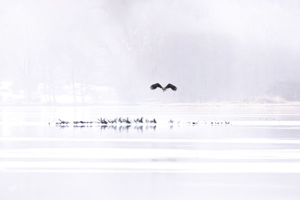 Aufruhr Am Eisloch - Ort: Plön - Foto: Janne Reisdorf