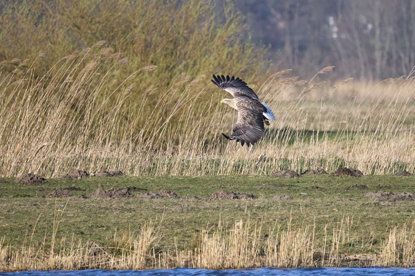 Seeadler - Foto: Pertti Raunto