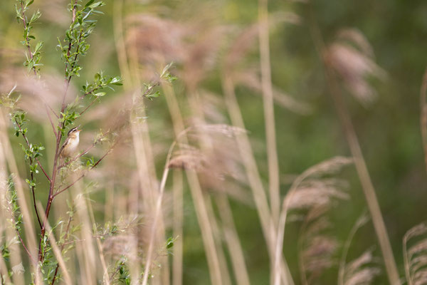 Aus Voller Kehle - Ort: Winsen - Foto: Janne Reisdorf