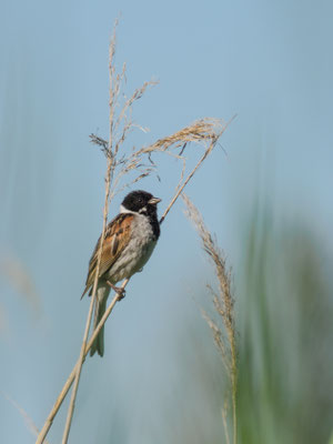 Rohrammer - Ort: Brennermoor - Foto: Dirk Heindorf