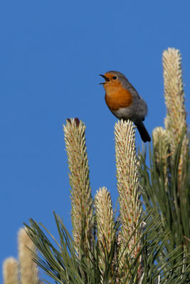 Foto: Andreas Spott