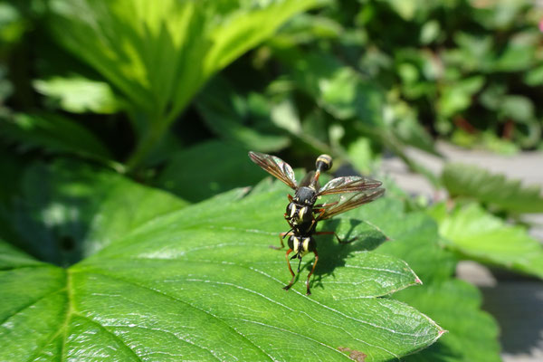 Dunkle Stiel-Dickkopffliegen - Ort: Garten Finkenwerder - Foto: Gesine Schwerdtfeger