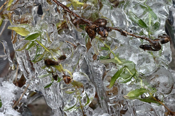 Eisblume - Ort: Neuwiedenthal - Foto: Uta Svensson