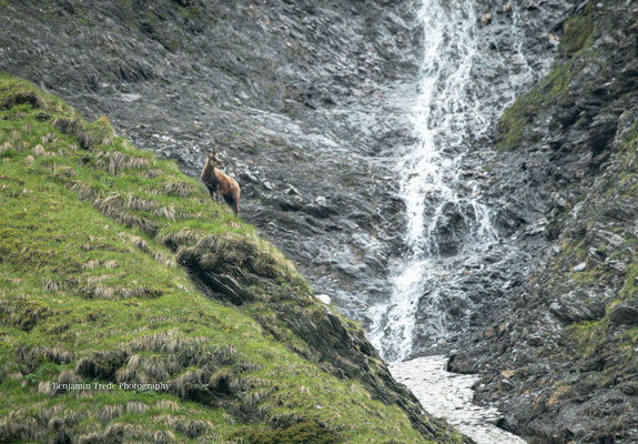 Gams am Wasserfall - Ort: Österreich - Foto: Benjamin Trede
