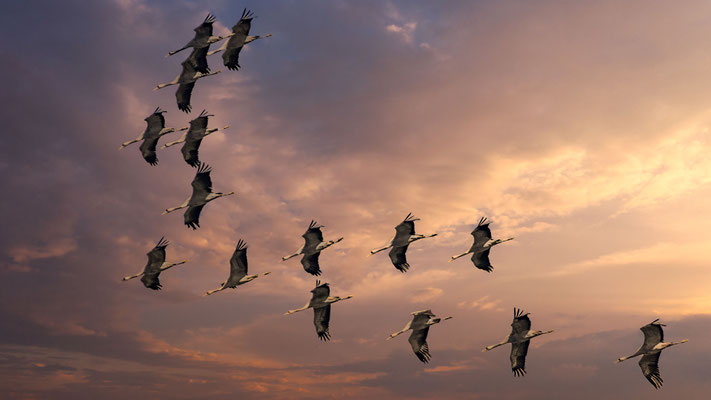 Kraniche am Abendhimmel - Ort: Darß Pramort - Foto: Adolf Dobslaff