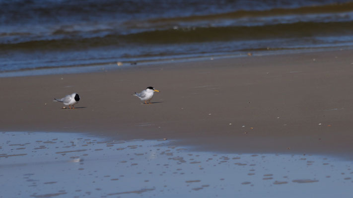 Zwergseeschwalbe - Ort: Borkum - Foto: Karl-Horst Fricke