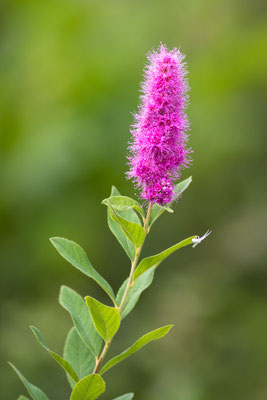 Foto: Holger Tobuschat