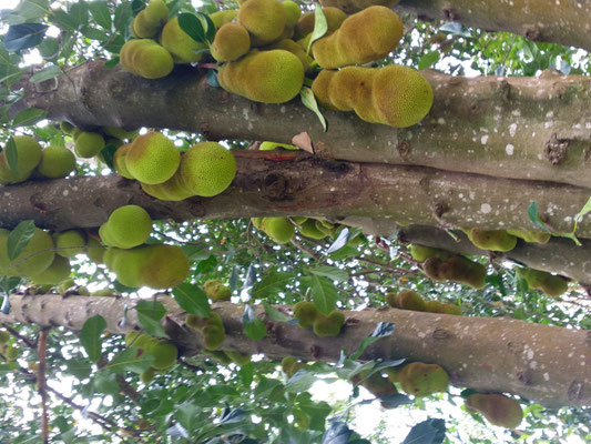 Jack-Frucht-Baum - Foto: Gesine Schwerdtfeger