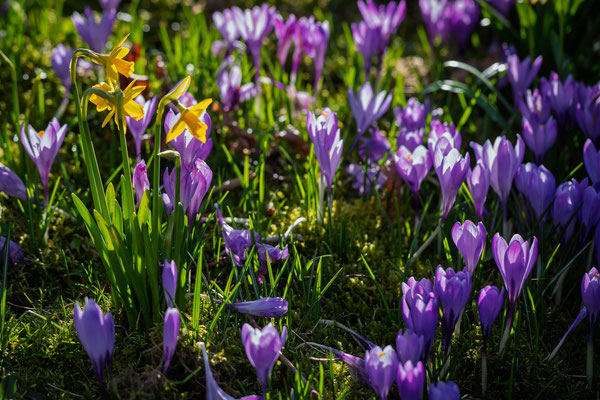 Frühlingserwachen - Ort: Schloßpark Husum - Foto: Holger Tobuschat