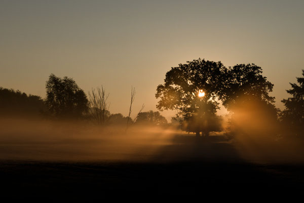 Glühender Nebel - Ort: Körchow/Meck-Pomm - Foto: Riccardo Zschau