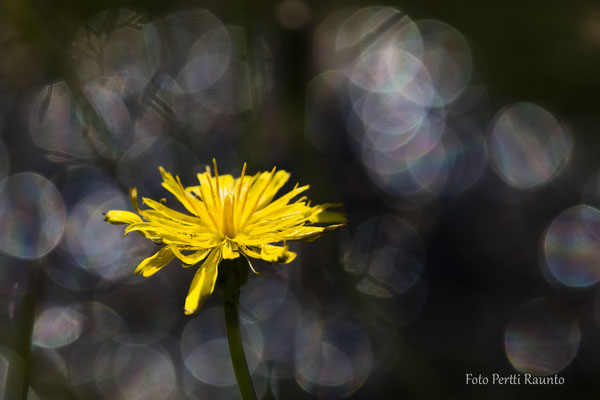 Im Niendorfer Gehege - Foto: Pertti Raunto