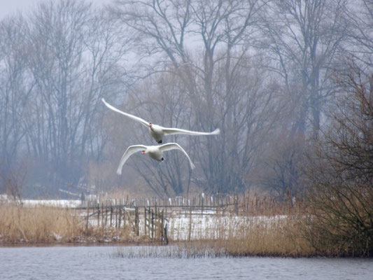 Höckerschwäne am Wintermorgen - Foto: Gesine Schwerdtfeger