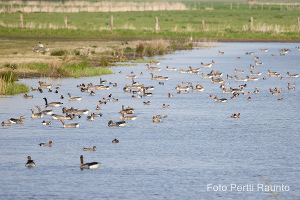 Ein Paradies für viele Vogelarten