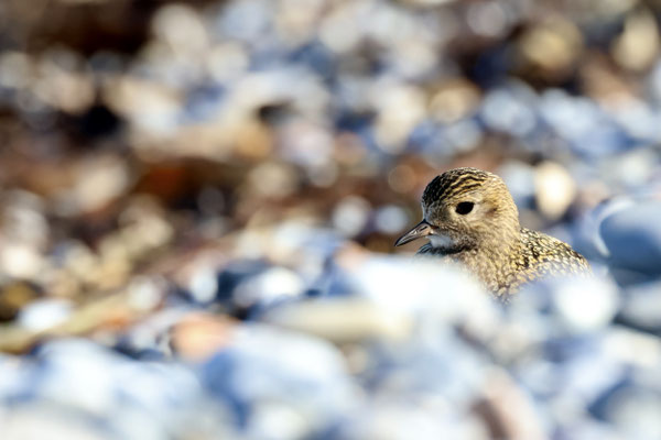 Kuckuck! (Goldregenpfeifer) - Ort: Helgoland Düne - Foto: Hans Jeikowski