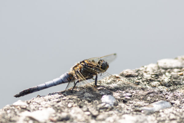 Foto: Holger Tobuschat