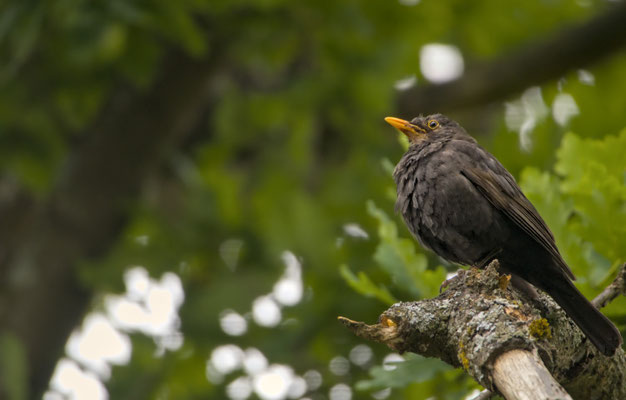 6. Platz - 119 Punkte - Amsel - Foto: Lino Laurent
