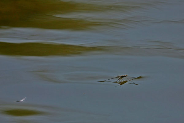 Foto: Karl-Horst Fricke