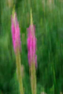 Blutweiderich - Foto: Britta Hamann