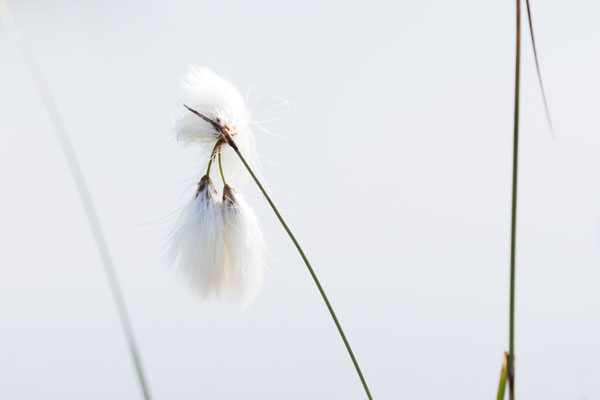 Wollgras - Ort: Himmelmoor - Foto: Britta Hamann