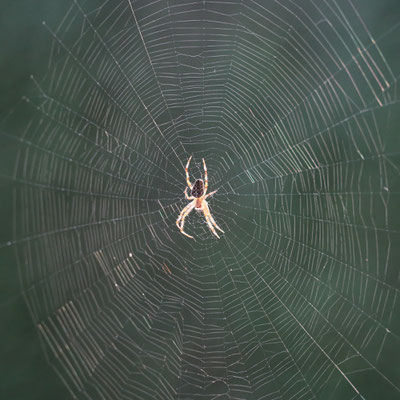 Netz mit Kreuzspinne - Ort: Neuwiedenthal - Foto: Volker Svensson