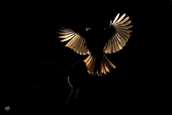 Gegenlicht - Foto: Janne Reisdorf