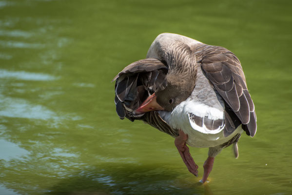 Foto: Gesche Andresen