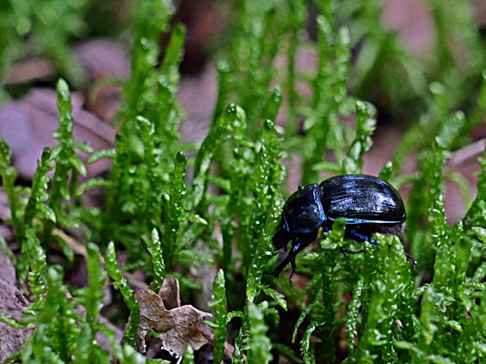 Foto: Karl-Horst Fricke