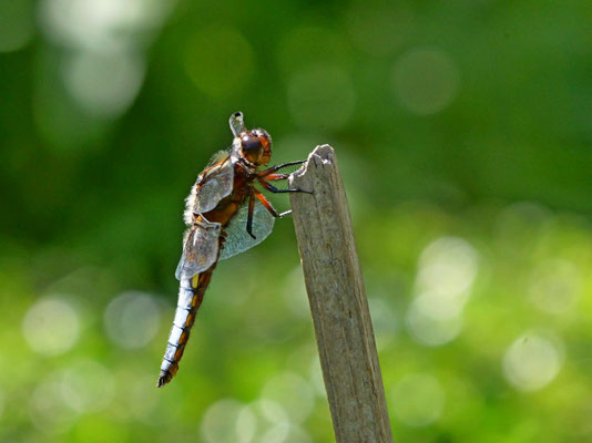 Plattbauchlibelle - Ort: Buchholz - Foto: Karl-Horst Fricke