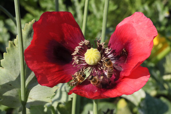 Gefragte Blüte, Botanischer Garten - Foto: Volker Svensson