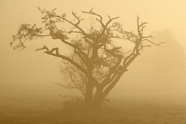 Nebelmorgen - Foto: Volker Svensson