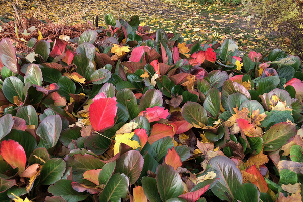 42 Herbstblätter - Foto: Gerd Jürgen Hanebeck