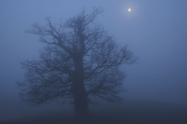 Alte Eiche mit Mond, MeckPomm - Foto: Pertti Raunto