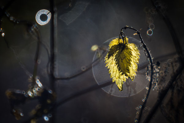 Alternativbild für Wettbewerb Bokeh - Foto: Holger Tobuschat